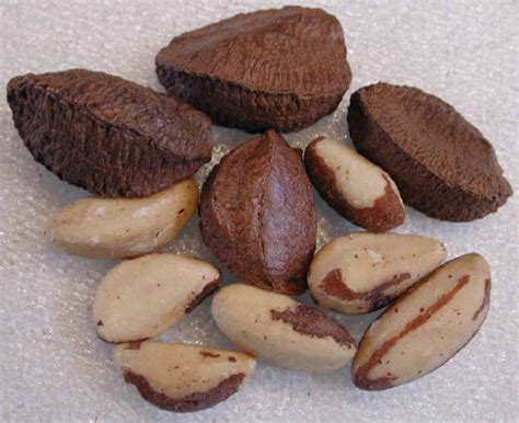 Brazil Nuts Ingredients Descriptions And Photos An All Vegetarian Vegan Recipe