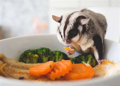 Sugar gliders are more closely related to kangaroos and koalas; What do Sugar Glider Eat? A COMPLETE GUIDE - thepetsavvy.com