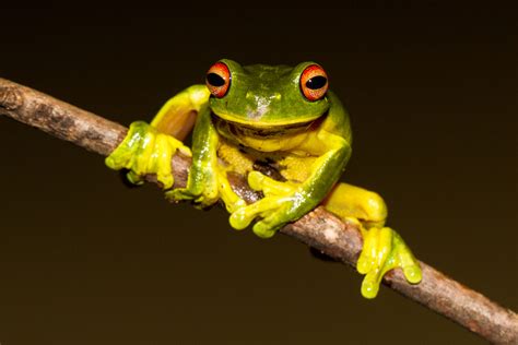 Fact File Red Eyed Tree Frog Litoria Chloris Australian Geographic