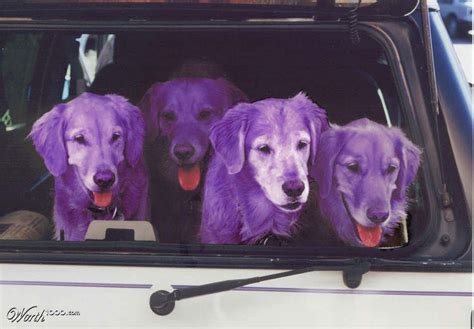 Purple Dogs Worth1000 Contests