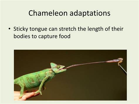 Armadillo lizard adaptations - ropotqtheatre