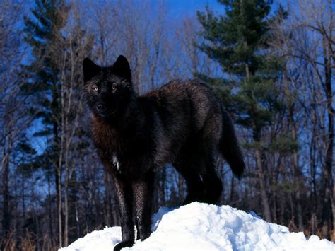 Black Alpha Wolf Animal