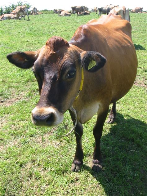Filejersey Cattle In Jersey Wikimedia Commons