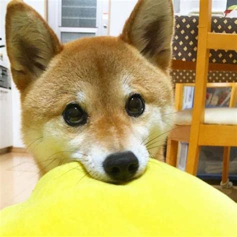 This Cute Shiba Inu Is Ready To Play Cute Animals Cute Dogs Akita Dog