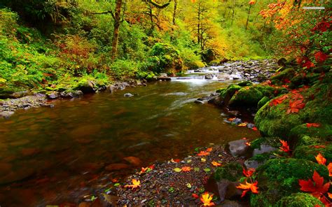Free Download Forest Stream Wallpaper 1920x1200 For Your Desktop