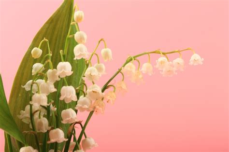 Premium Photo Lilies Of The Valley On A Pink Background