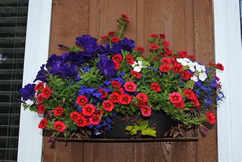 Formidable Petunia And Lobelia Hanging Baskets Living Wall Plant Pots