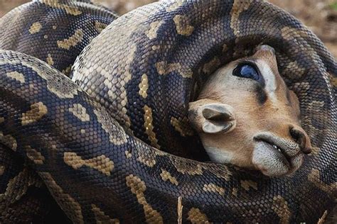 Main Squeeze 📸 By Jenswildways African Rock Python Kills Impala