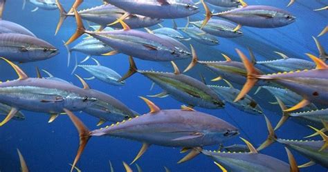 Perbedaan Antara Ikan Pelagis Dan Ikan Demersal Ikan Dan Laut