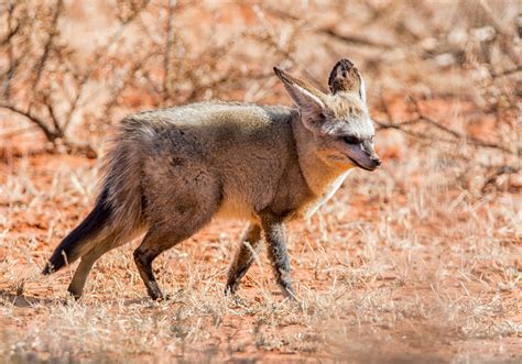 Animal list of african wildlife and its beautiful dangerous wild animal safaris. An Exhaustive List of African Animals With Some Stunning ...
