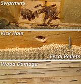 Termite Quotes