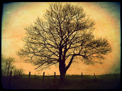 Tree And Fence Photograph By Michael L Kimble Pixels