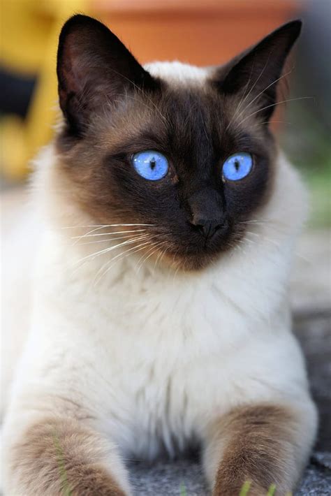 How Beautiful Is A Siamese Cat Cubic Magazine