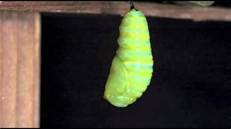 Similars gemstone hummingbird tattoos butterfly doritos photography tattoos prototype game cotton download free png butterfly metamorphosis caterpillar insect pupa. Metamorphosis - From Caterpillar to Butterfly - YouTube