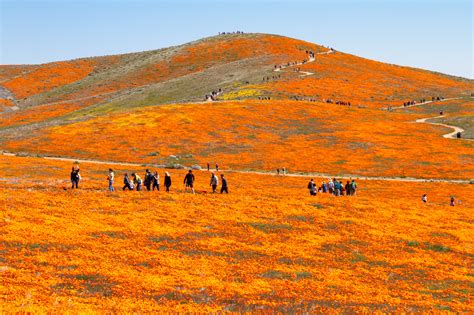 Ava Blog Antelope Valley Flowers Now Tips For Visiting Super Bloom