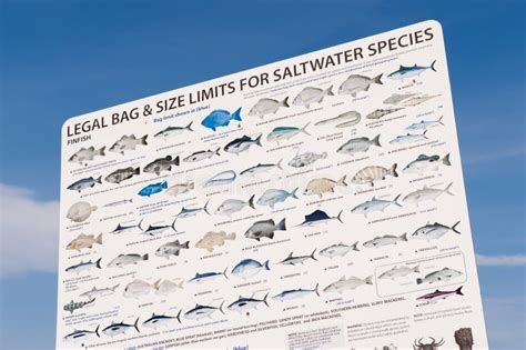 Legal Bag And Size Limits For Saltwater Species Editorial Stock Photo