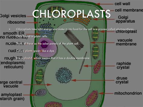 Check spelling or type a new query. Cell Structure by Chaucer Ruland