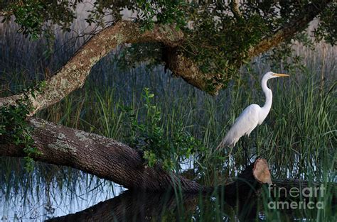 Salt Marsh Heron Photograph By Dale Powell Pixels