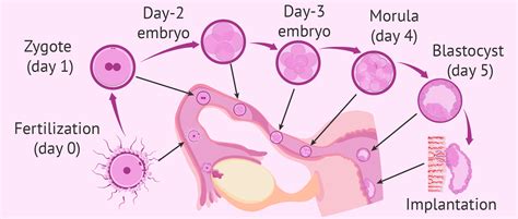 Third Week Of Pregnancy Fertilization And Embryo Development