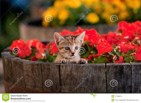 Cute Kitten In Flowers Stock Image Image Of Flowers
