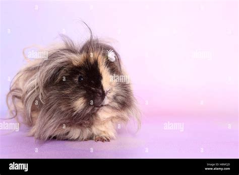 Long Haired Guinea Pig Wearing A Daisy Flower On Its Head Studio