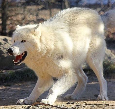 Pin On Wolf Wolfdog Husky
