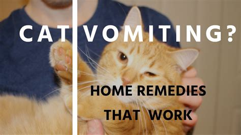 So why do cats vomit? 5 Home Remedies For Cat Vomiting - YouTube