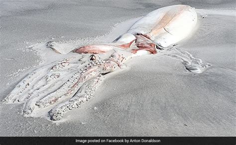 Once In A Lifetime Sighting Giant Deep Sea Squid Carcass Washes Up