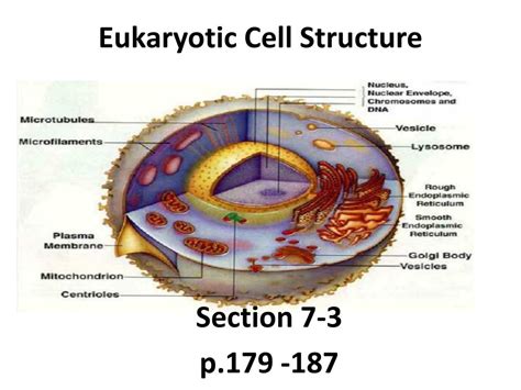 Ppt Eukaryotic Cell Structure Powerpoint Presentation Free My XXX Hot