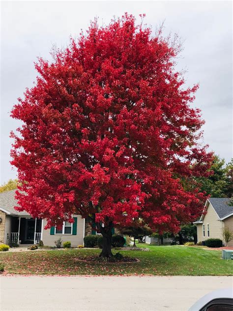 Oak Tree In Fall