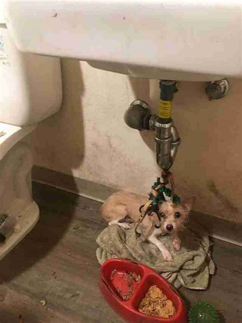 Dog Found Tied To Bathroom Sink In Empty Apartment The Dodo