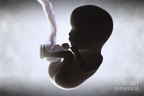 Fetus In Utero Week 15 Photograph By Science Picture Co Fine Art America