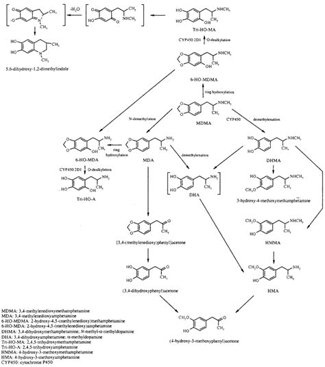 Postulated Pathways Of Mdma Metabolism After Lim And Foltz 1988
