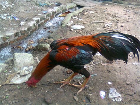 Anak ayam yang anda pilih haruslah mempunyai kaki yang seimbang serta lutut yang menonjol ke belakang. AYAM BANGKOK ADUAN YANG BAGUS (BAIK) - Ayam Bangkok Lampung