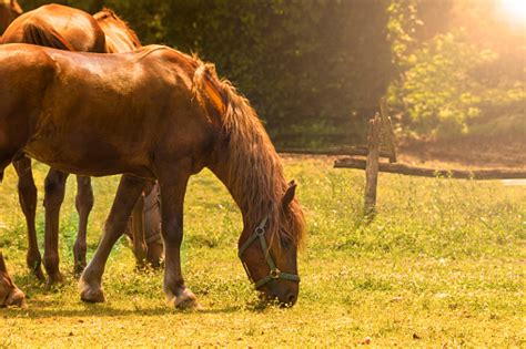 Brown Horses Eating Grass In Field Stock Photo Download Image Now