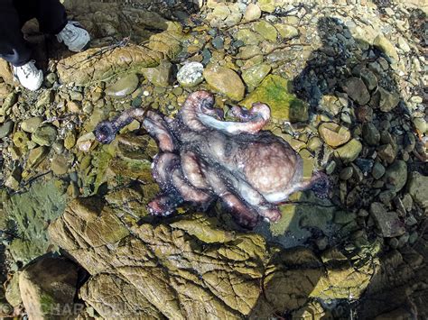 Octopus Rescue In Wellington Nzane Productions