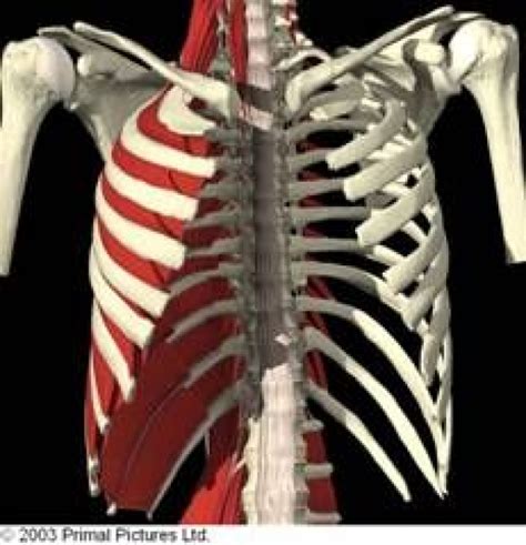Intercostal Muscle Strain The Thoracic Spine Consists Of Twelve