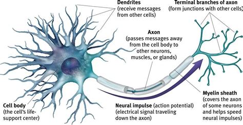 motor neuron structure kolekruwdawson