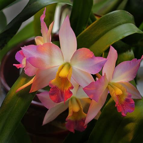 Life has been lovelier with you. From my wife`s orchid collection in her greenhouse in our ...