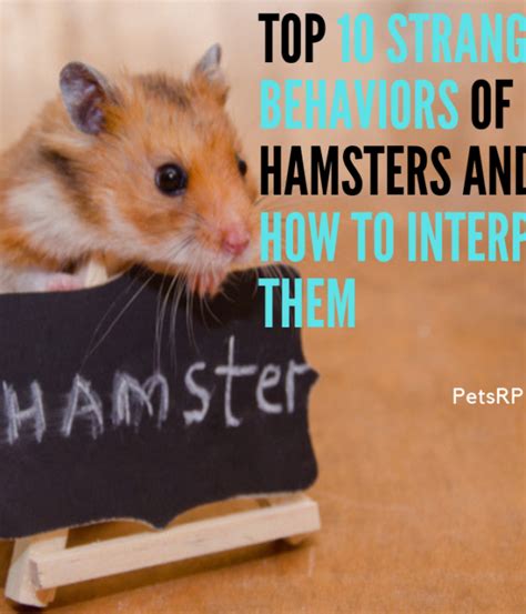 Top 10 Strange Behaviors Of Hamsters And How To Interpret Them
