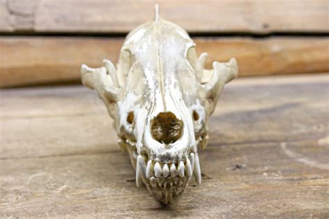 Carnivore Skull Free Stock Photo Public Domain Pictures