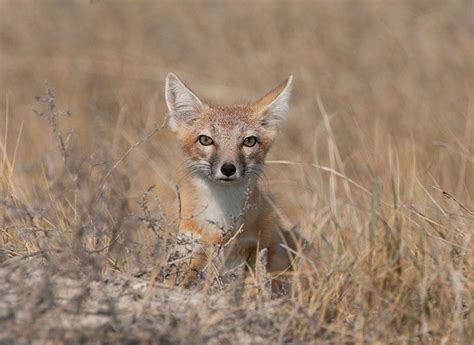 Swift Fox Vulpes Velox Cool Facts And Complete Informations With