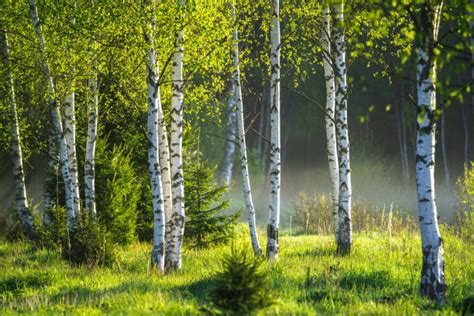 Birch Tree Forest Free Nature Stock