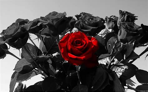 Black Rose Background 52 Pictures