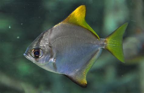 Image Monodactylus Argenteus Diamond Moonfish Biolibcz