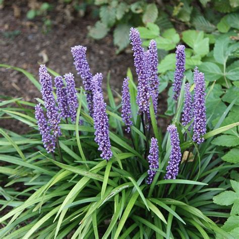 Buy Big Blue Lily Turf Liriope Muscari Delivery By Waitrose Garden In