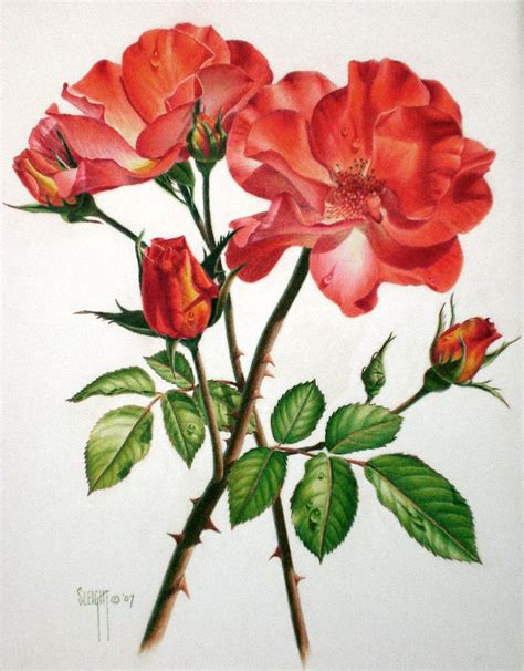 35 Beautiful Flower Drawings And Realistic Color Pencil Drawings