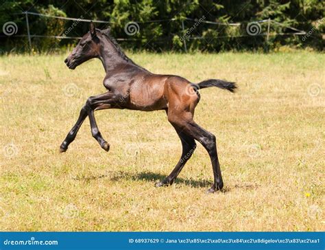 Foal Galloping On Meadow Stock Image Image Of Newborn 68937629