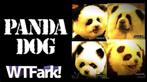 Panda Dog Italian Circus Busted Using Dogs Painted Like