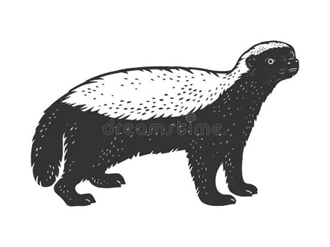 Honey Badger Ratel Sketch Vector Illustration Stock Vector